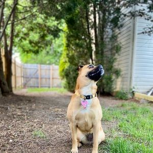 Meet your Posher, Harinder